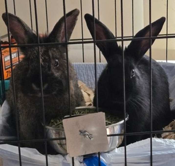 Photo of Penelope and Georgette