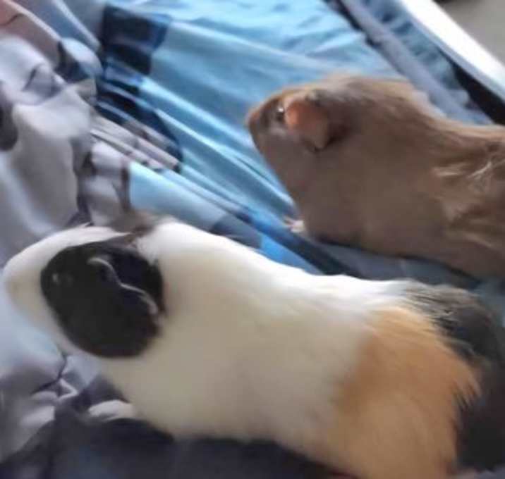 Photo of Peanut - CP