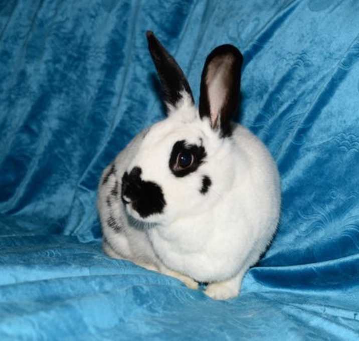 Photo of Georgie Girl