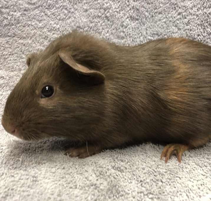Photo of Giselle ( Bonded to Peach Dumpling Pop)