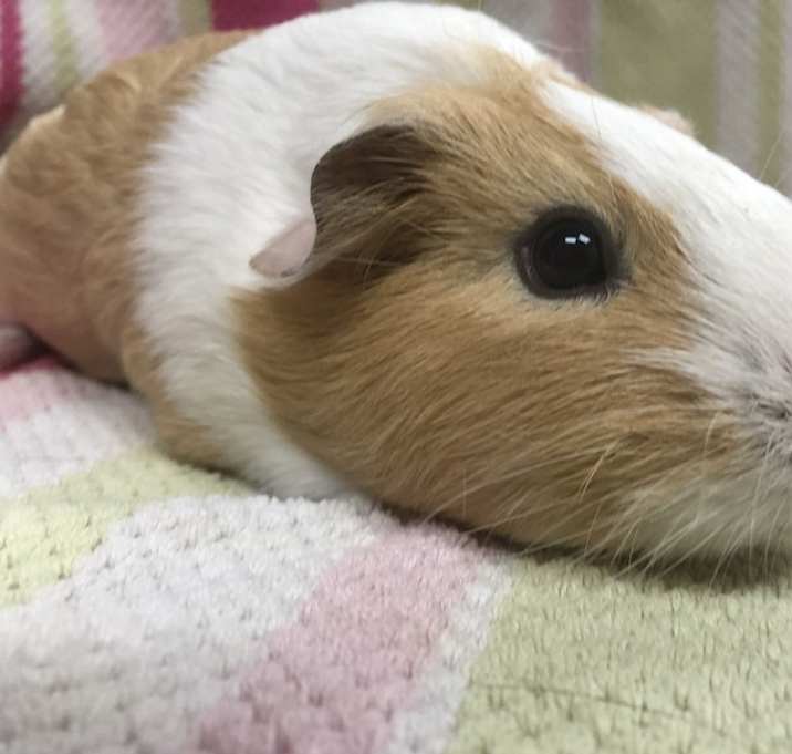 Photo of Peach Dumpling Pop ( Bonded to Giselle)