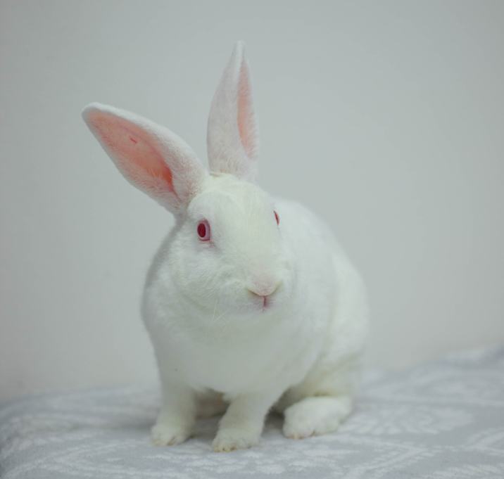 Photo of Toki