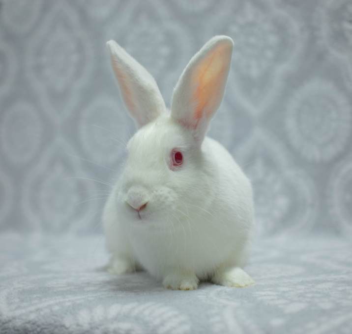 Photo of Snowy