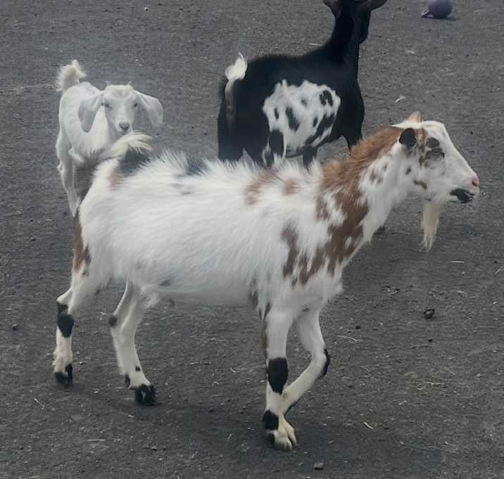 Photo of Go