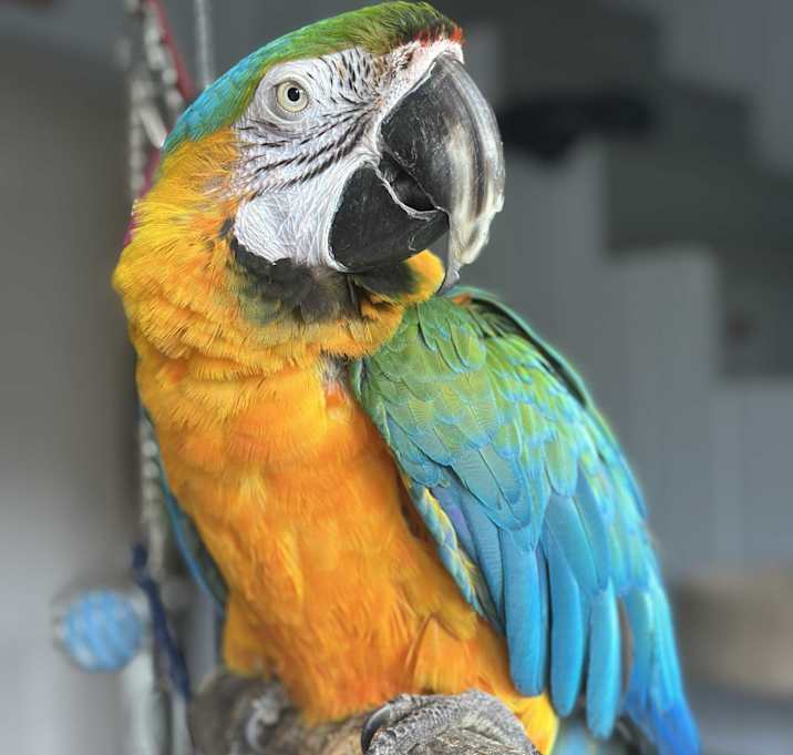 Photo of Macaw