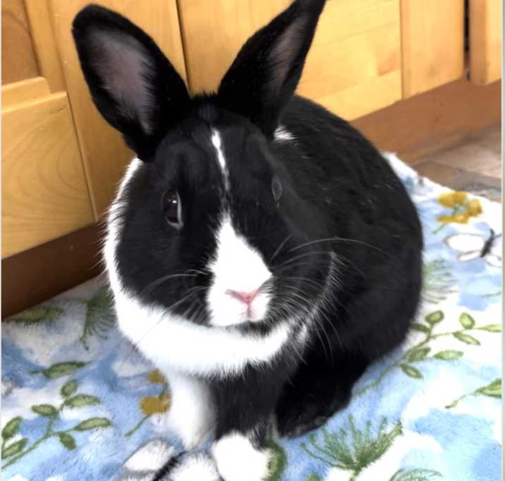 Photo of Loopy