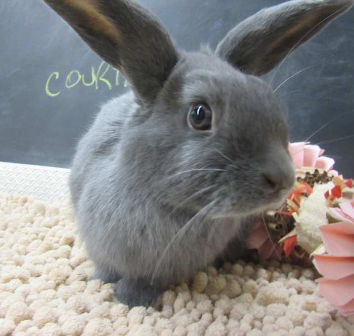 Photo of Cortland