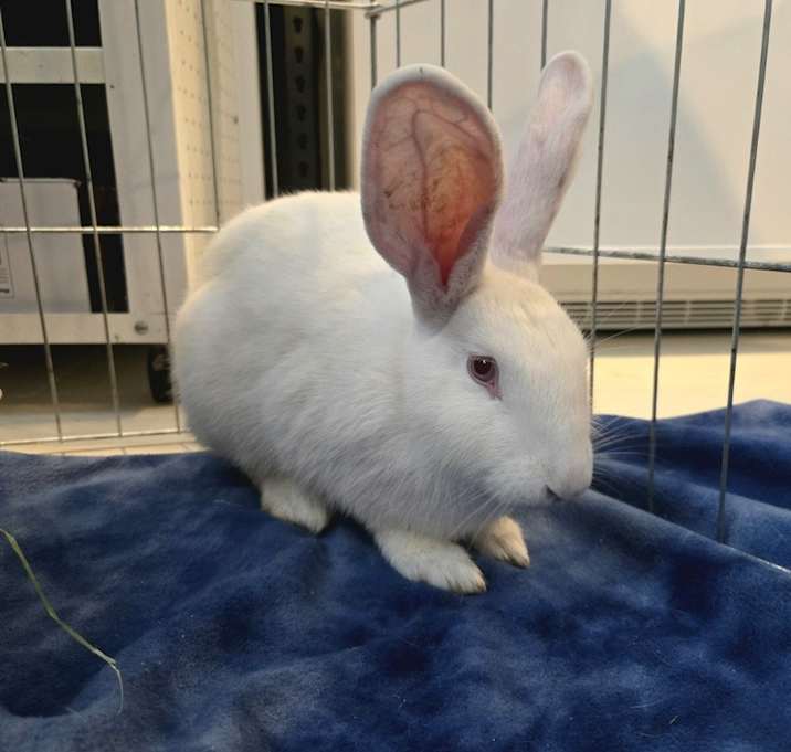 Photo of Daisy