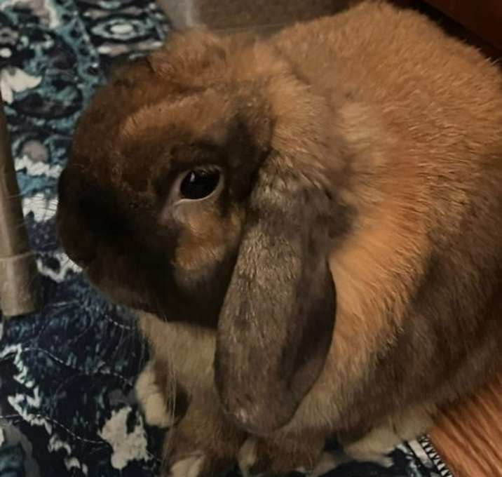 Photo of Henry