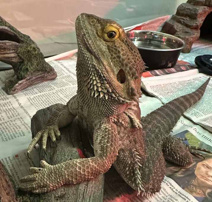 Photo of Bowser