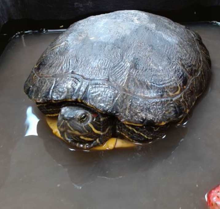 Photo of BIG BERTHA