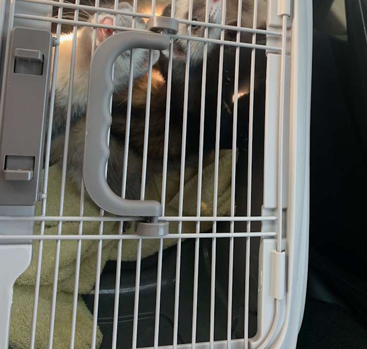 Photo of Grey