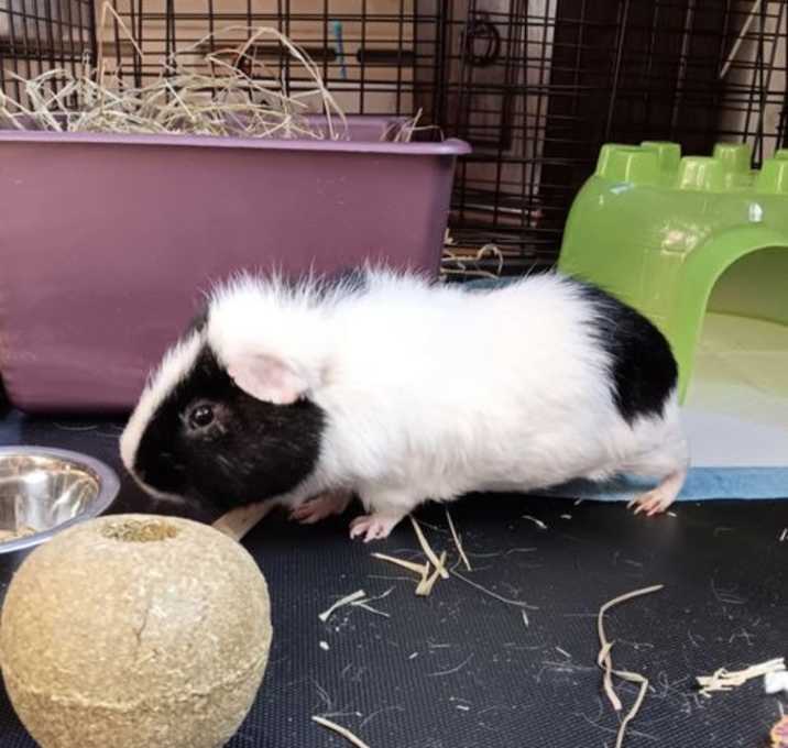 Photo of Oreo