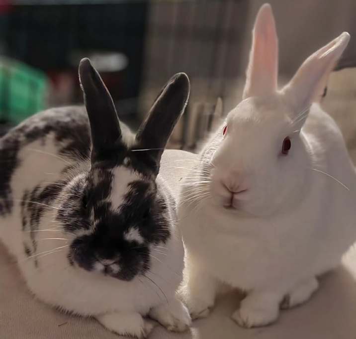 Photo of Mint