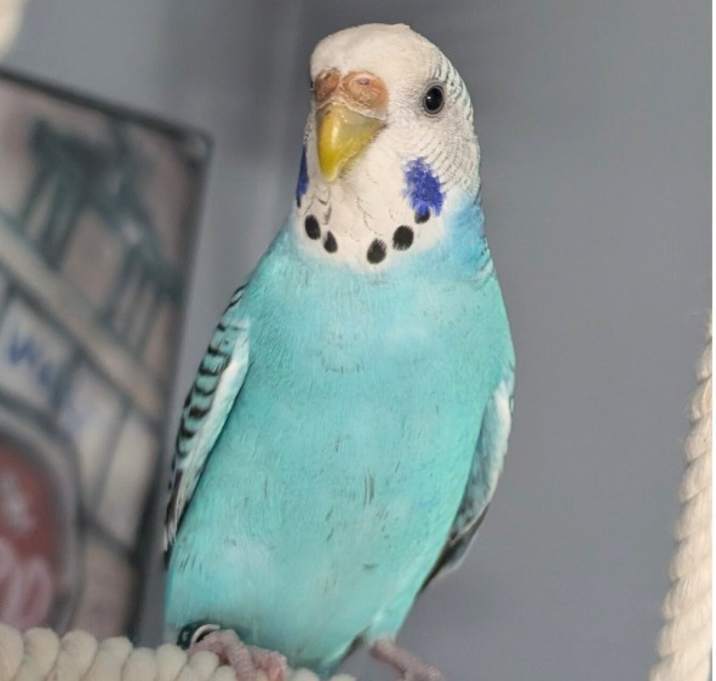 Photo of Lenna