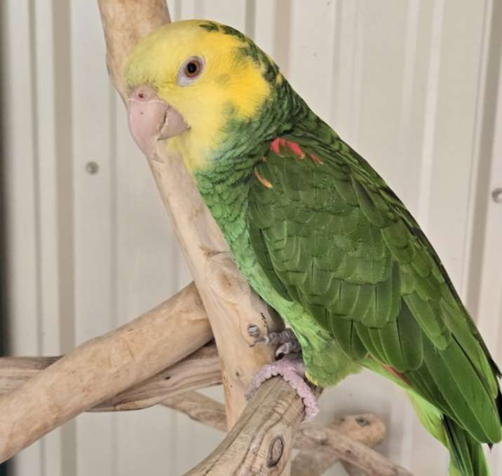 Photo of Little Bird