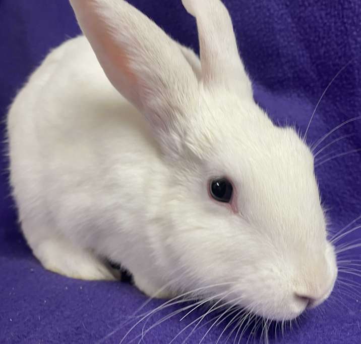 Photo of Stella