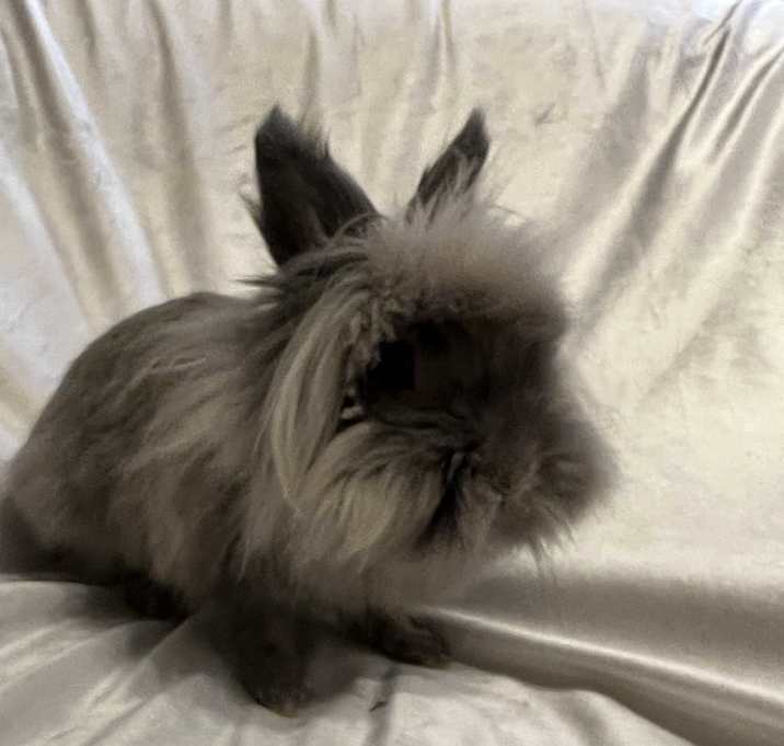 Photo of Cutie Pie