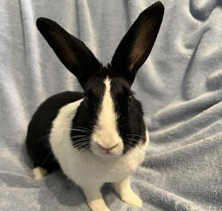 Photo of Velma