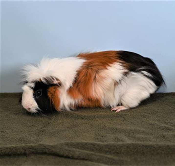 Photo of GIZMO