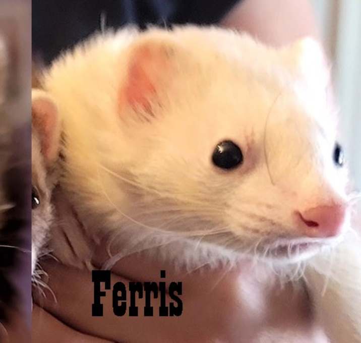 Photo of Russ, Fifi, Ferris