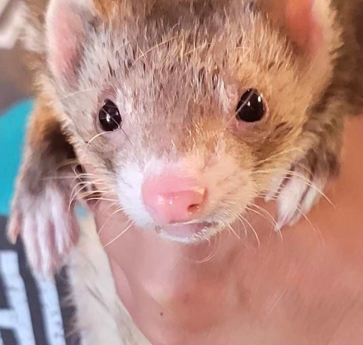 Photo of Luffy