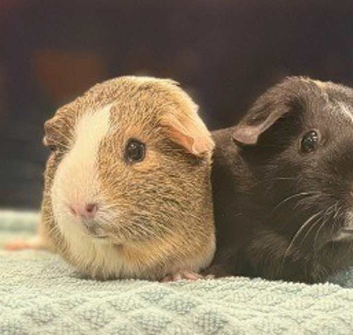 Photo of Honey & Frannie