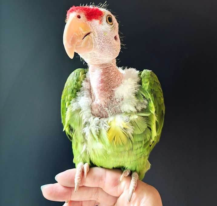 Photo of Fernando