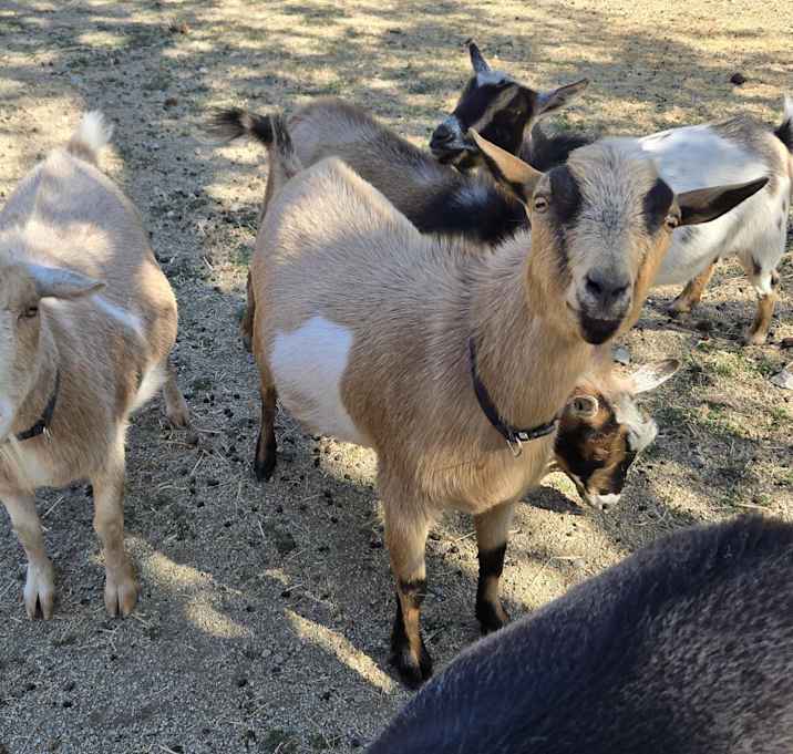 Photo of Glamorous Goat Gang