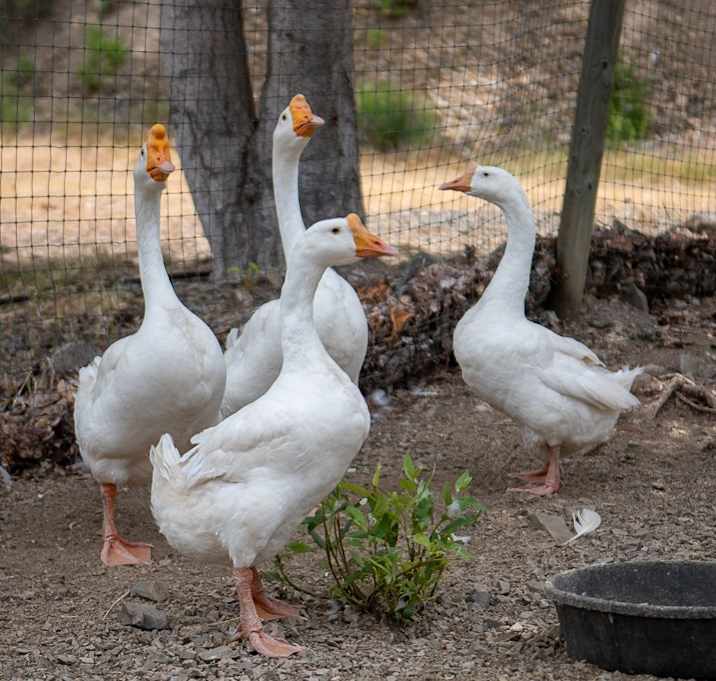 Photo of Honk If You Need New Friends!