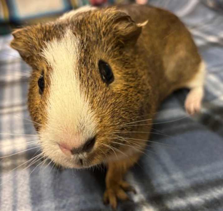 Photo of Potato