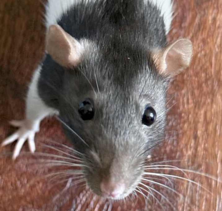 Photo of June - Name Your Own Adoption Fee!