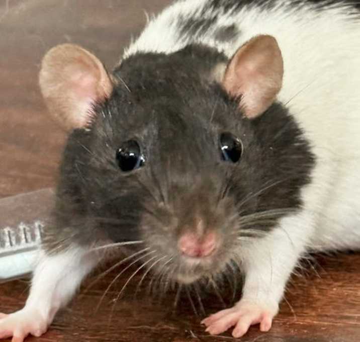 Photo of April - Name Your Own Adoption Fee!