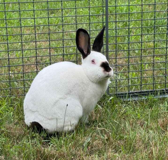 Photo of Vanilla