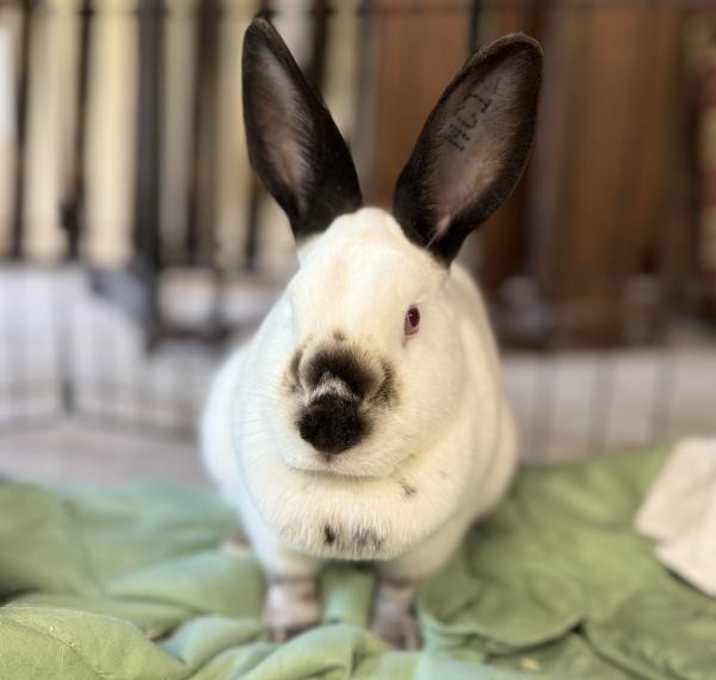 Photo of Bean
