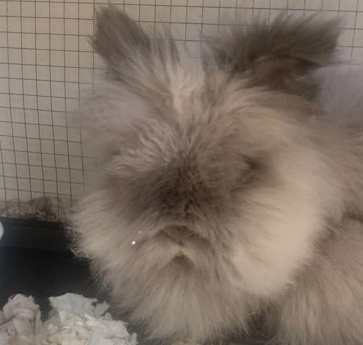Photo of Bipsy