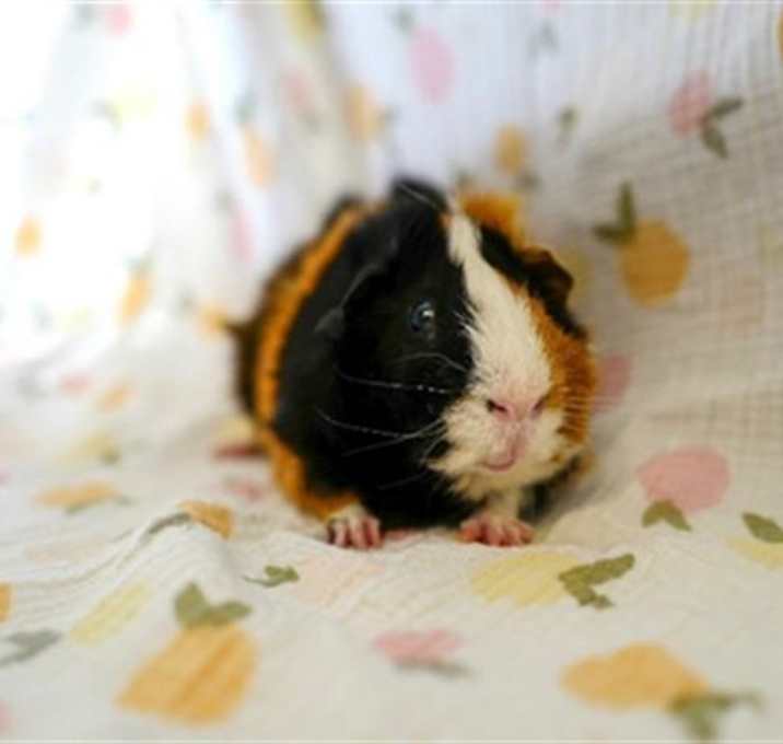 Photo of NEO