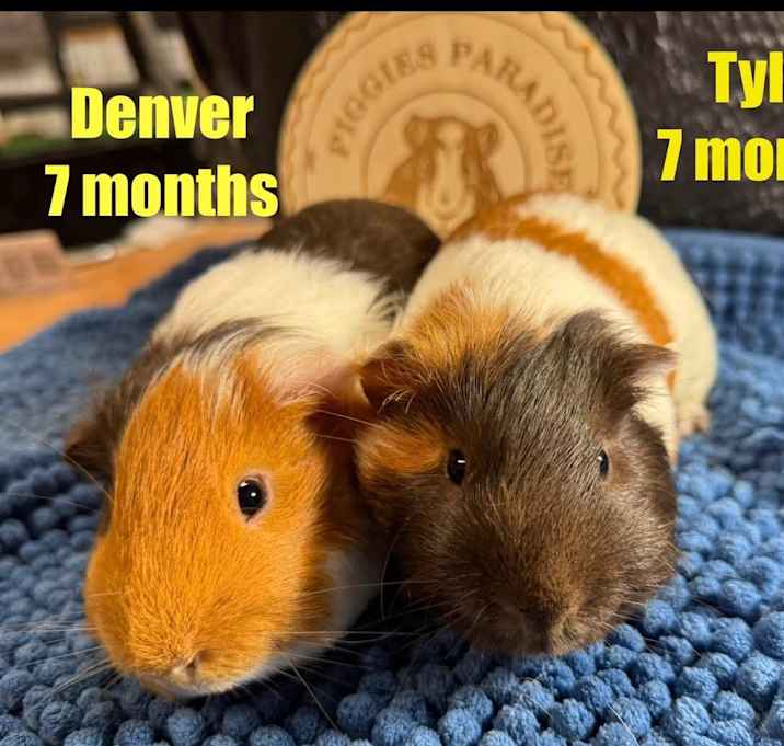 Photo of Denver & Tyler