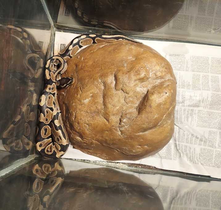 Photo of Donut