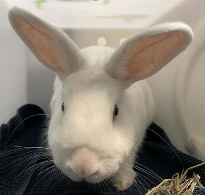 Photo of MOCHI