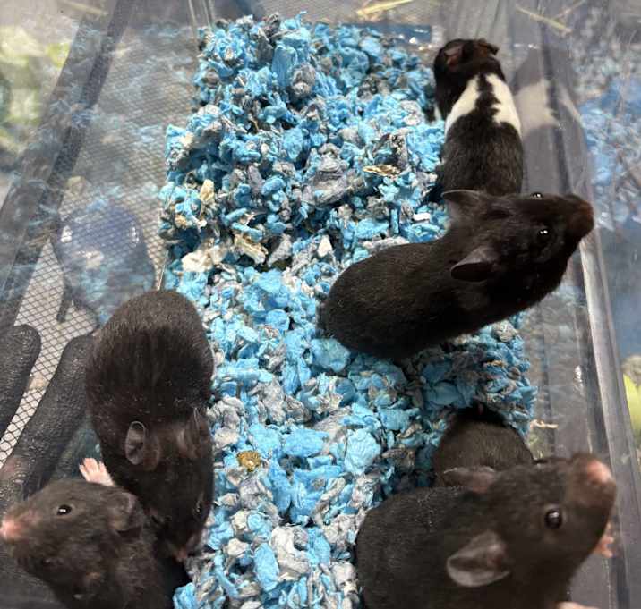 Photo of Baby Syrian hamster