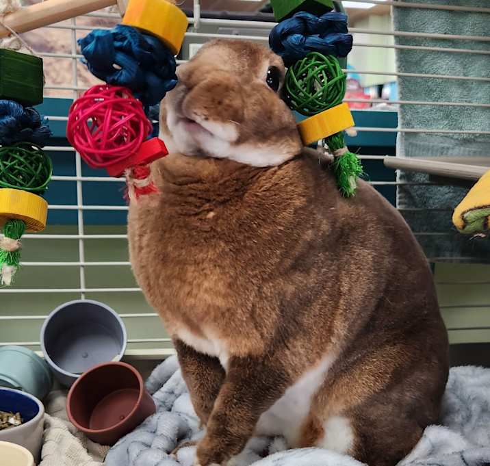 Photo of SweetPea