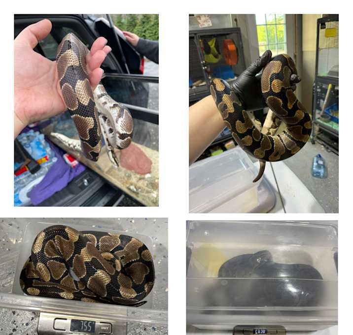 Photo of Salazar Slytherin