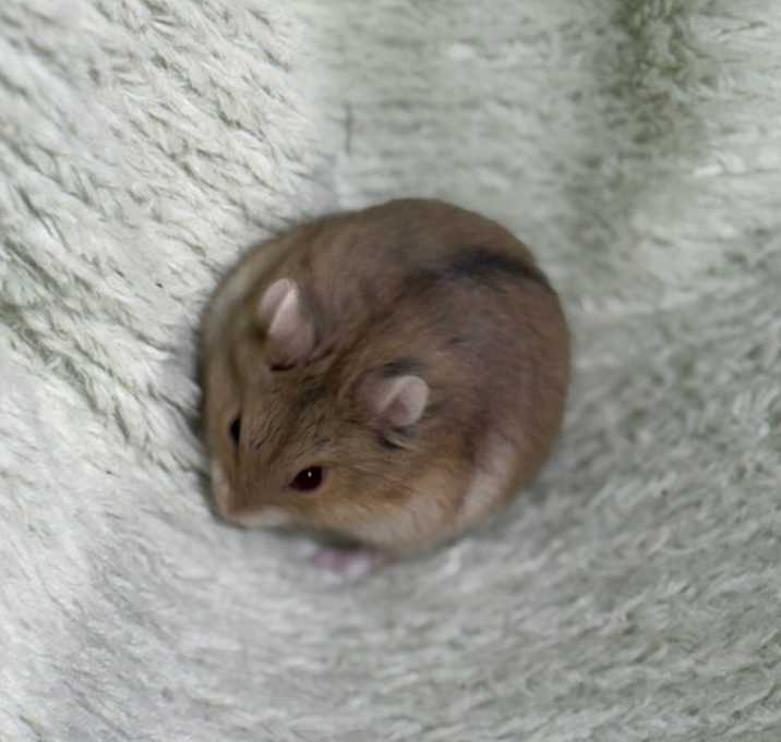Photo of Campbell dwarf hamsters