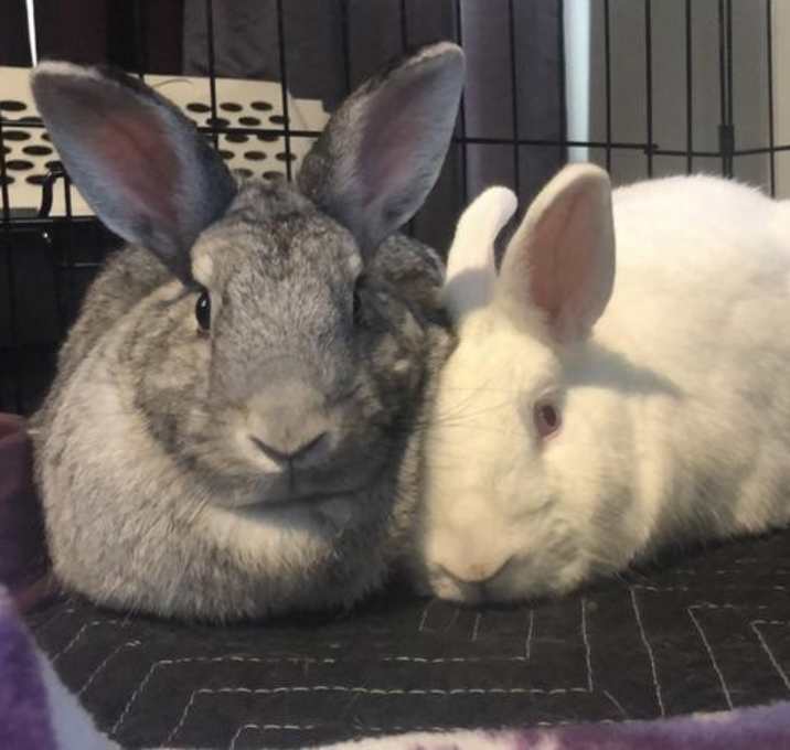 Photo of Sugar (Snowball) / Spice (Happy)