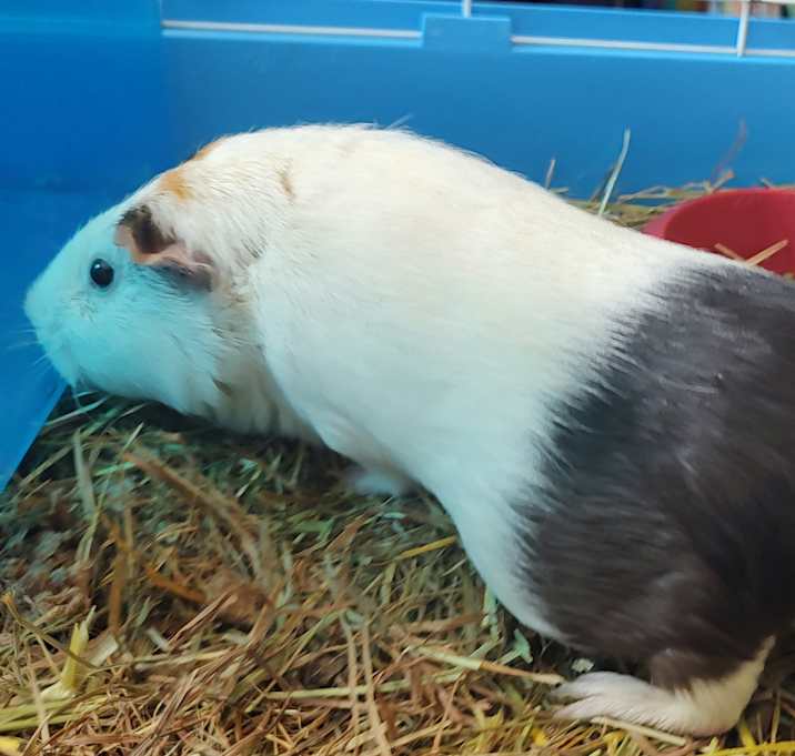 Photo of Lillybee & Lucybee