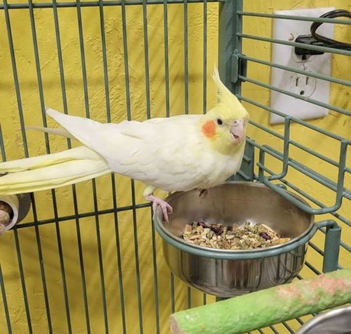 Photo of Peach