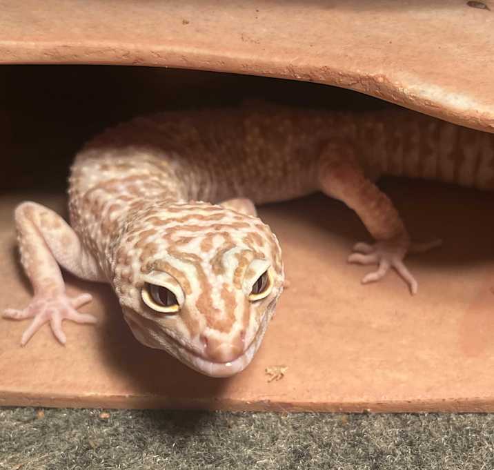 Photo of Gecko 5