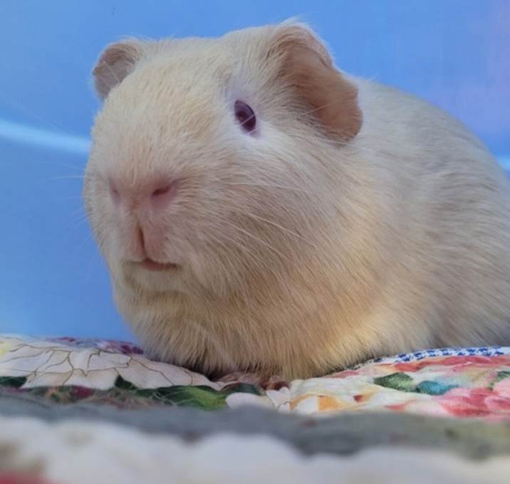 Photo of Peanut