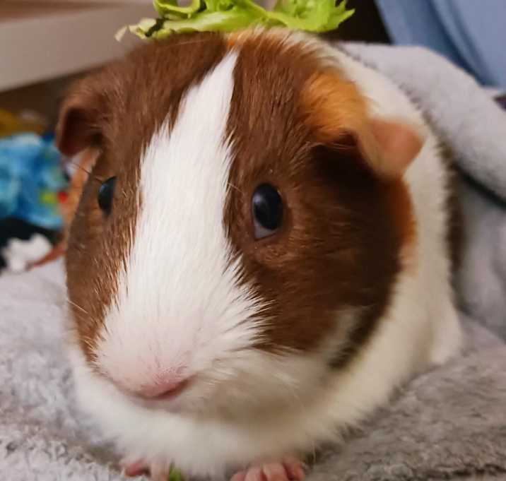Photo of Syrup
